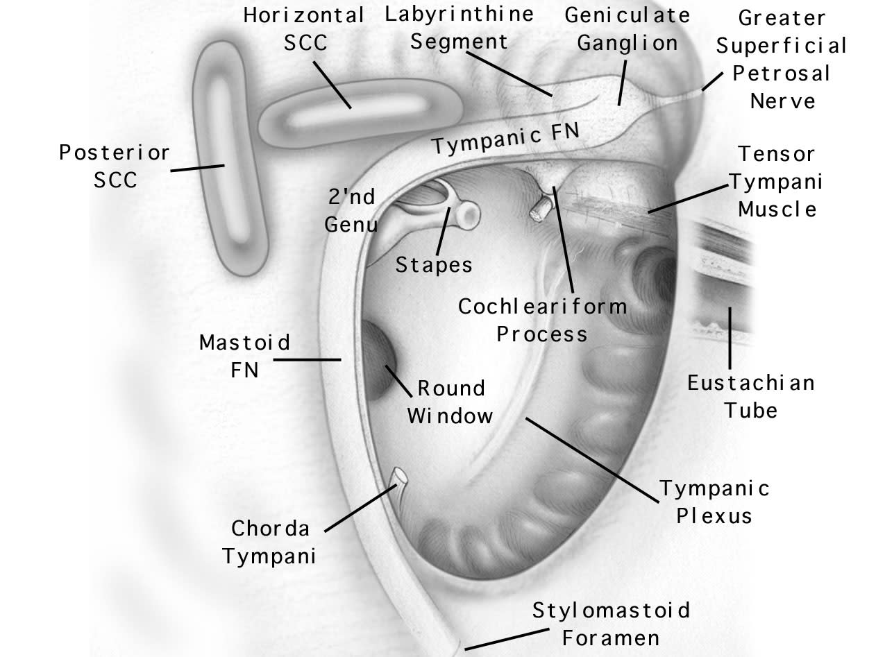 Surgical Anatomy | Jackler Collection | Volumes | The Surgical Anatomy | Jackler Collection | Volumes | The